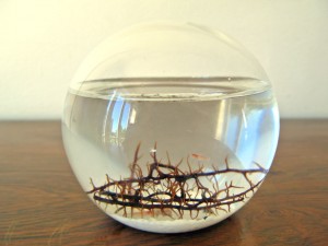 My ecosphere (with 5 shrimps)